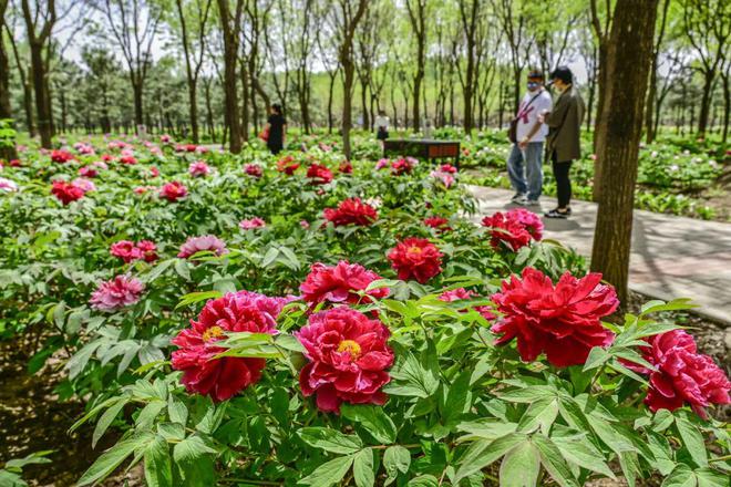 ：三大+书市+特色小镇打卡文旅新地标AG旗舰厅120小时玩转副中心-2(图4)